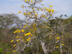 Handroanthus