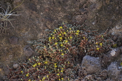 Sedum humifusum
