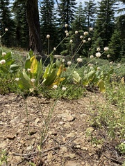 Eriogonum nudum