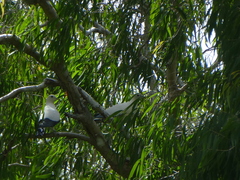 Ducula spilorrhoa