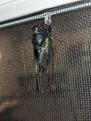 Neotibicen lyricen engelhardti