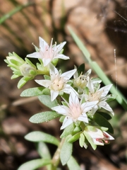Sedum cockerellii