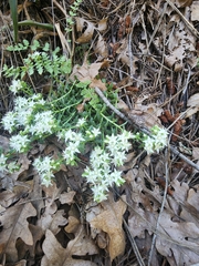 Sedum cockerellii