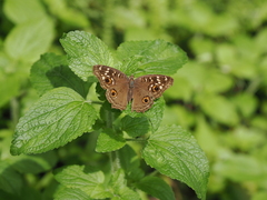 Junonia lemonias aenaria