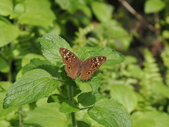 Junonia lemonias aenaria