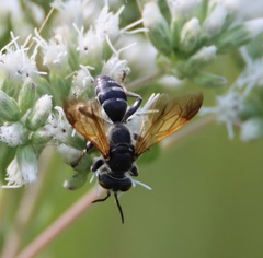 Tachytes guatemalensis