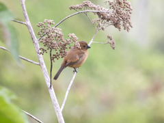 Sporophila angolensis
