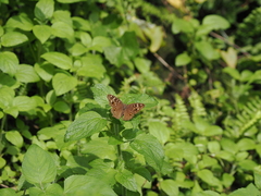 Junonia lemonias aenaria