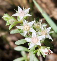 Sedum cockerellii