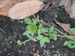 Cleome rutidosperma