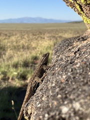 Sceloporus tristichus