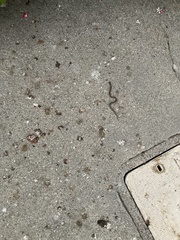 Hypsiglena ochrorhynchus