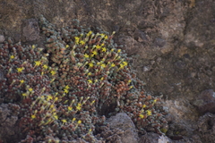 Sedum humifusum