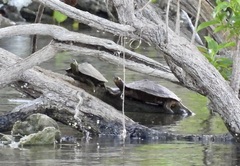 Graptemys ouachitensis