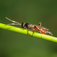Ichneumonina