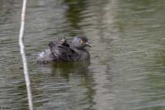 Tachybaptus dominicus