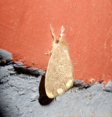 Orvasca subnotata