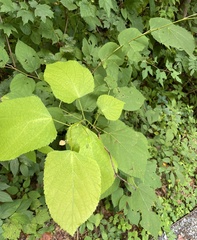 Morus rubra