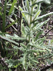 Senecio glomeratus