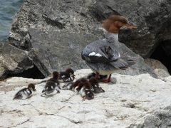 Mergus merganser