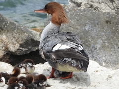 Mergus merganser