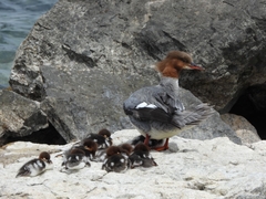 Mergus merganser