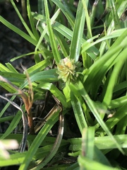 Cyperus metzii