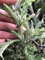 Senecio glomeratus