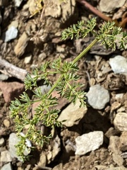 Cymopterus