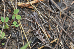 Pardalophora apiculata