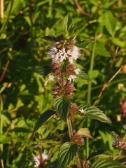 Mentha arvensis