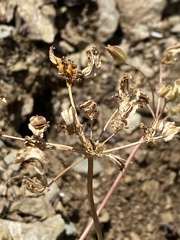 Cymopterus