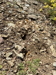 Cymopterus