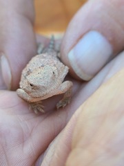 Phrynosoma hernandesi