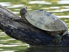 Graptemys ouachitensis