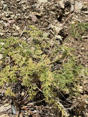 Cymopterus