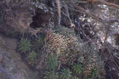 Sedum humifusum