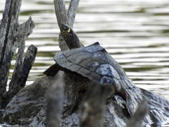 Graptemys ouachitensis