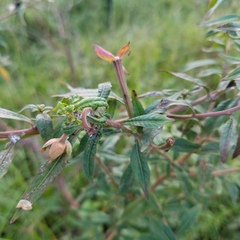 Ludwigia octovalvis