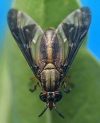 Chrysops macquarti