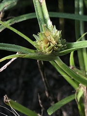 Cyperus metzii