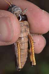 Pardalophora apiculata