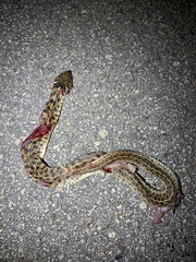 Thamnophis marcianus