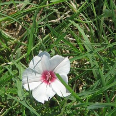 Convolvulus equitans