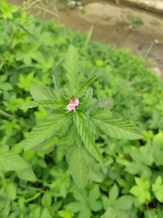 Melochia corchorifolia