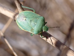 Chlorochroa uhleri