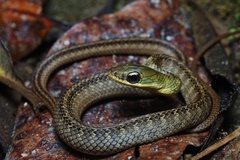 Dendrophidion clarkii