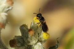 Ceratina