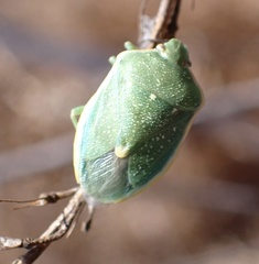 Chlorochroa uhleri