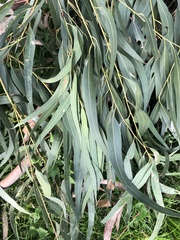 Eucalyptus viminalis